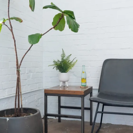 Desktop Palm Plant In White Planter-Kirkland's Home Outlet