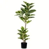 Dieffenbachia Tree In Black Planter-Kirkland's Home Sale