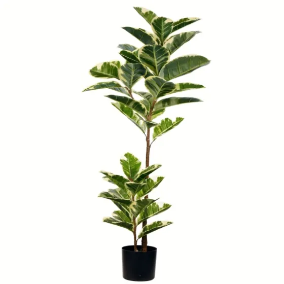 Dieffenbachia Tree In Black Planter-Kirkland's Home Sale