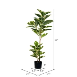 Dieffenbachia Tree In Black Planter-Kirkland's Home Sale