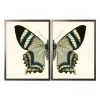 Diptych Butterfly Framed Art Print, Set Of 2-Kirkland's Home Hot