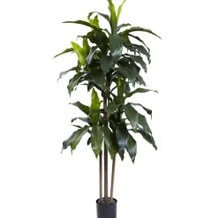 Dracaena Uv Resistant Plant-Kirkland's Home Sale
