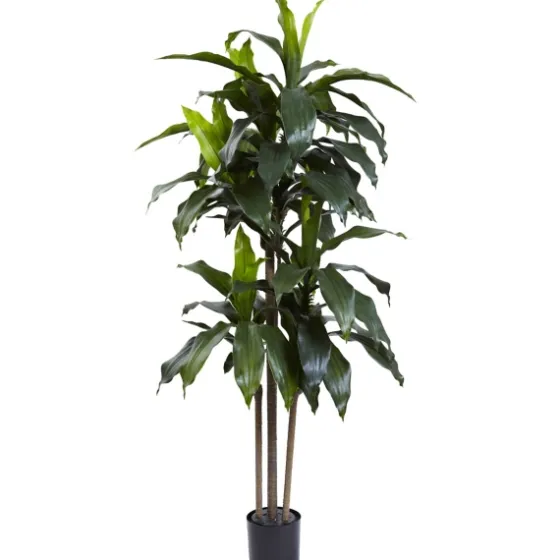 Dracaena Uv Resistant Plant-Kirkland's Home Sale
