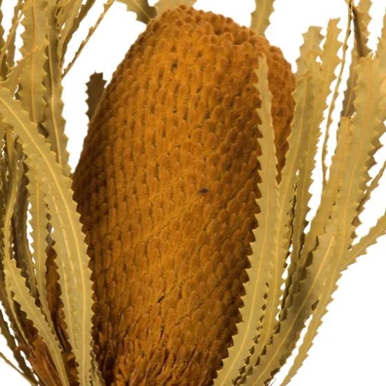 Dried And Dyed Jumbo Banksia Stems, Set Of 3-Kirkland's Home Store