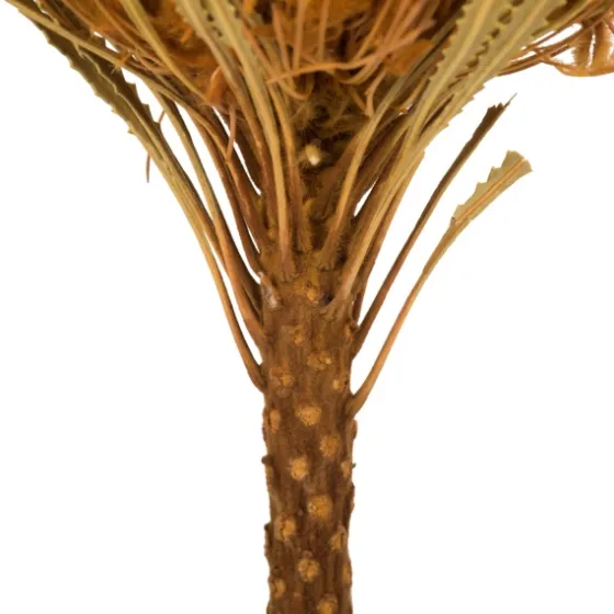 Dried And Dyed Jumbo Banksia Stems, Set Of 3-Kirkland's Home Store