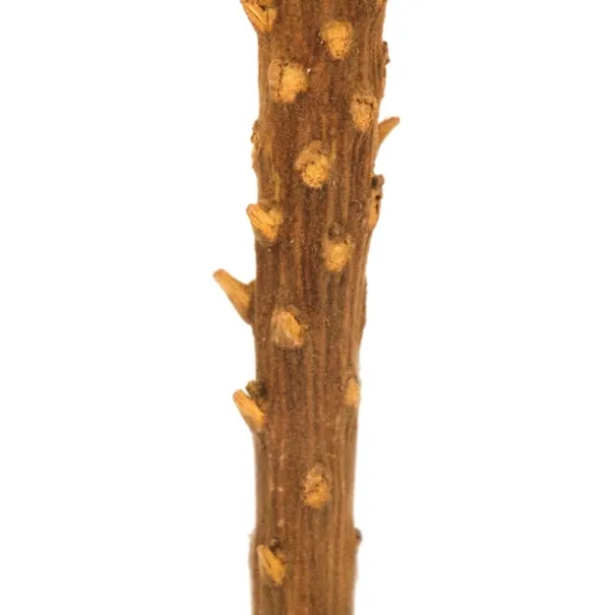 Dried And Dyed Jumbo Banksia Stems, Set Of 3-Kirkland's Home Store