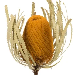 Dried Jumbo Banksia Stems, Set Of 3-Kirkland's Home Store