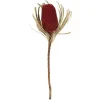 Dried Jumbo Banksia Stems, Set Of 3-Kirkland's Home Fashion