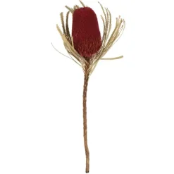 Dried Jumbo Banksia Stems, Set Of 3-Kirkland's Home Fashion