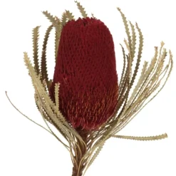 Dried Jumbo Banksia Stems, Set Of 3-Kirkland's Home Fashion