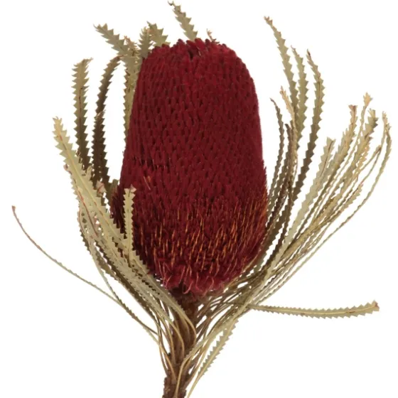 Dried Jumbo Banksia Stems, Set Of 3-Kirkland's Home Fashion