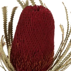Dried Jumbo Banksia Stems, Set Of 3-Kirkland's Home Fashion