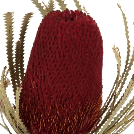 Dried Jumbo Banksia Stems, Set Of 3-Kirkland's Home Fashion