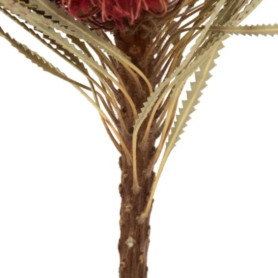 Dried Jumbo Banksia Stems, Set Of 3-Kirkland's Home Fashion