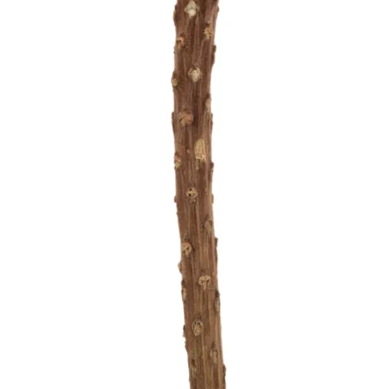 Dried Jumbo Banksia Stems, Set Of 3-Kirkland's Home Fashion