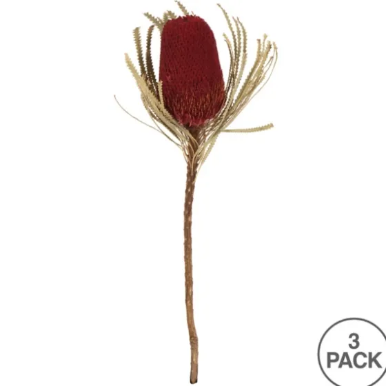 Dried Jumbo Banksia Stems, Set Of 3-Kirkland's Home Fashion