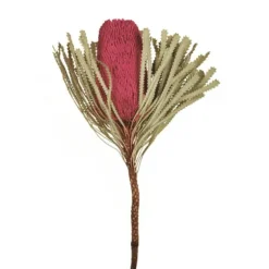 Dried Jumbo Banksia Stems, Set Of 3-Kirkland's Home Best Sale