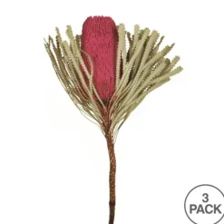 Dried Jumbo Banksia Stems, Set Of 3-Kirkland's Home Best Sale