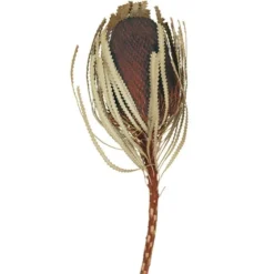 Dried Jumbo Banksia Stems, Set Of 3-Kirkland's Home Hot