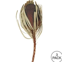 Dried Jumbo Banksia Stems, Set Of 3-Kirkland's Home Hot