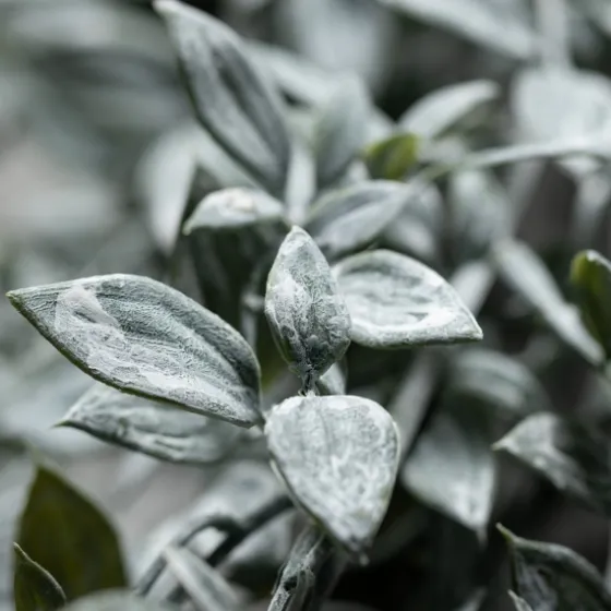 Dusty Leaf Garland-Kirkland's Home Clearance