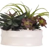 Echeveria Mix In Modern White Bowl-Kirkland's Home Online