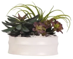 Echeveria Mix In Modern White Bowl-Kirkland's Home Online