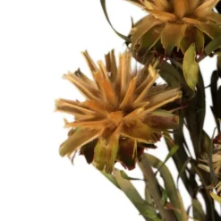 En Preserved Plumosum Flower Bundle-Kirkland's Home Hot