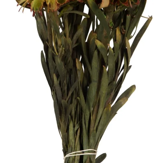 En Preserved Plumosum Flower Bundle-Kirkland's Home Hot