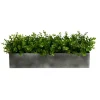 Eucalyptus Arrangement In Gray Planter Box-Kirkland's Home Shop