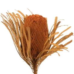 Fall Dried And Dyed Jumbo Banksia Stems, Set Of 3-Kirkland's Home Store