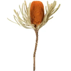 Fall Dried Jumbo Banksia Stems, Set Of 3-Kirkland's Home Best Sale