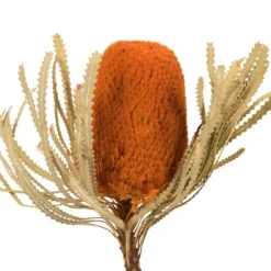 Fall Dried Jumbo Banksia Stems, Set Of 3-Kirkland's Home Best Sale