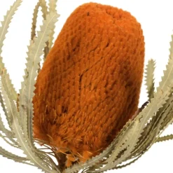 Fall Dried Jumbo Banksia Stems, Set Of 3-Kirkland's Home Best Sale