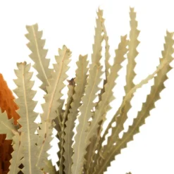 Fall Dried Jumbo Banksia Stems, Set Of 3-Kirkland's Home Best Sale
