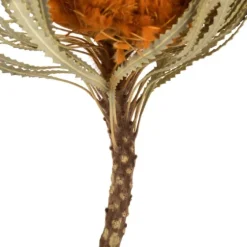 Fall Dried Jumbo Banksia Stems, Set Of 3-Kirkland's Home Best Sale