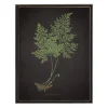 Fern Bookplate Vii Framed Art Print-Kirkland's Home Flash Sale