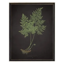 Fern Bookplate Vii Framed Art Print-Kirkland's Home Flash Sale