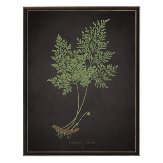 Fern Bookplate Vii Framed Art Print-Kirkland's Home Flash Sale