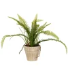 Fern Bush In Distressed Ivory Planter-Kirkland's Home Sale