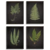 Fern Framed Art Prints, Set Of 4-Kirkland's Home Cheap