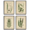 Fern Illustrations Framed Art Prints, Set Of 4-Kirkland's Home Discount