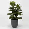 Fiddle Leaf Fig In Modern Gray Planter-Kirkland's Home Fashion