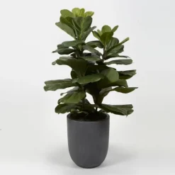 Fiddle Leaf Fig In Modern Gray Planter-Kirkland's Home Fashion