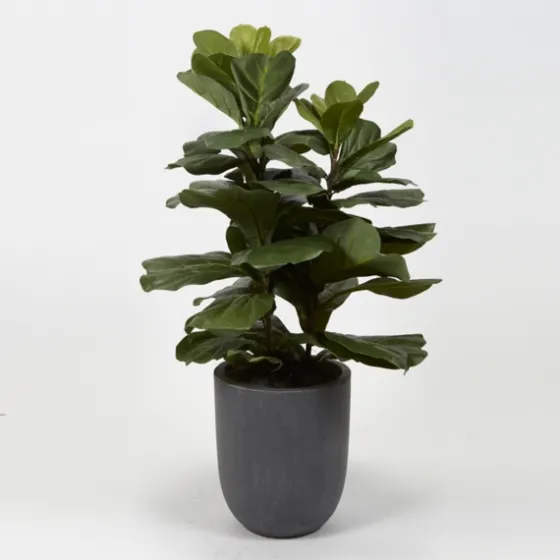 Fiddle Leaf Fig In Modern Gray Planter-Kirkland's Home Fashion