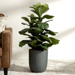 Fiddle Leaf Fig In Modern Gray Planter-Kirkland's Home Fashion