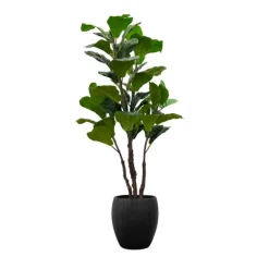 Fiddle Leaf Fig Tree In Black Wood Pot-Kirkland's Home Outlet