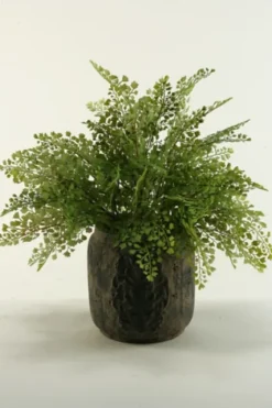 Flat Iron Fern Arrangement In Antiqued Planter-Kirkland's Home Cheap