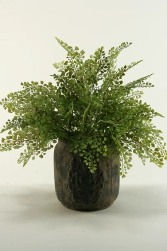 Flat Iron Fern Arrangement In Antiqued Planter-Kirkland's Home Cheap