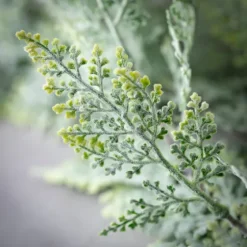 Frosted Draped Fern Stem-Kirkland's Home Discount